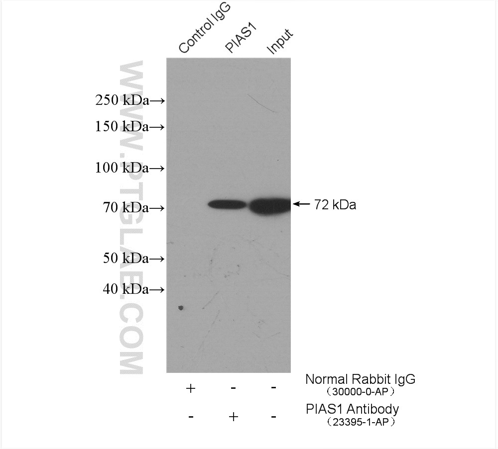 IP experiment of HepG2 using 23395-1-AP