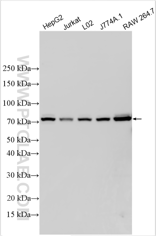 WB analysis using 23395-1-AP