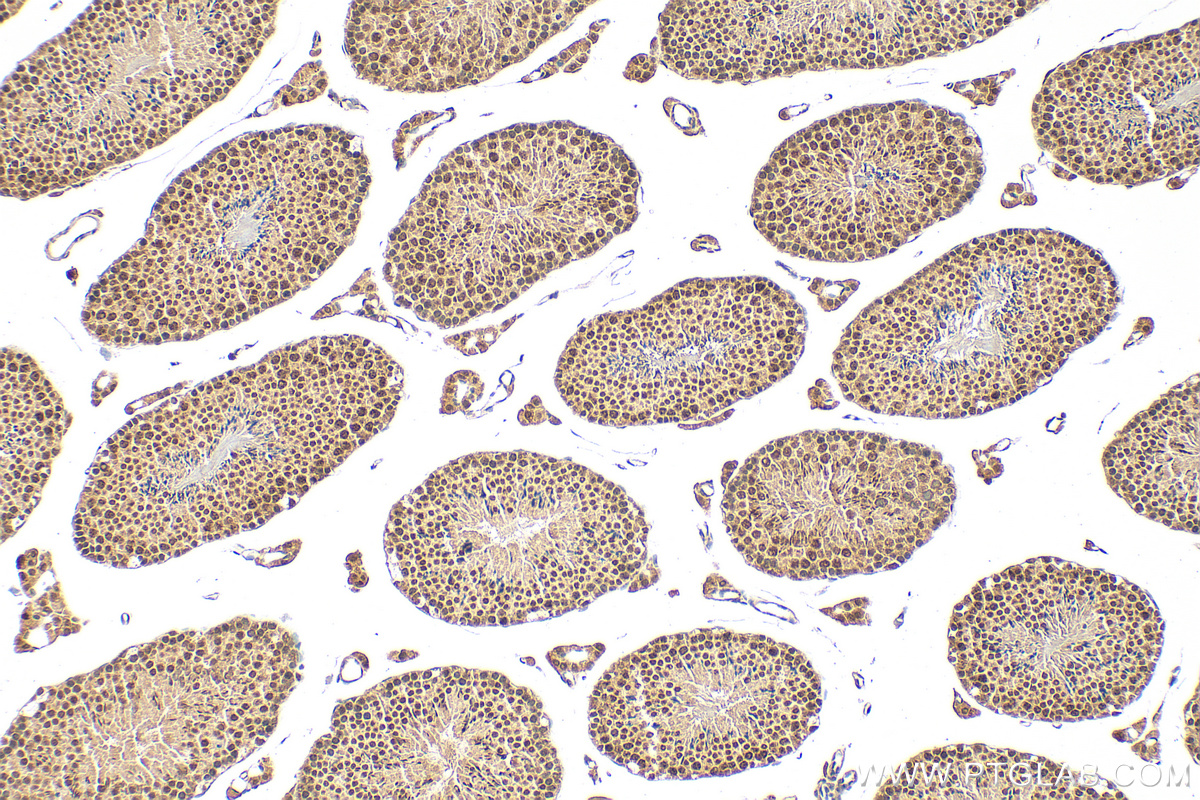 IHC staining of mouse testis using 16074-1-AP