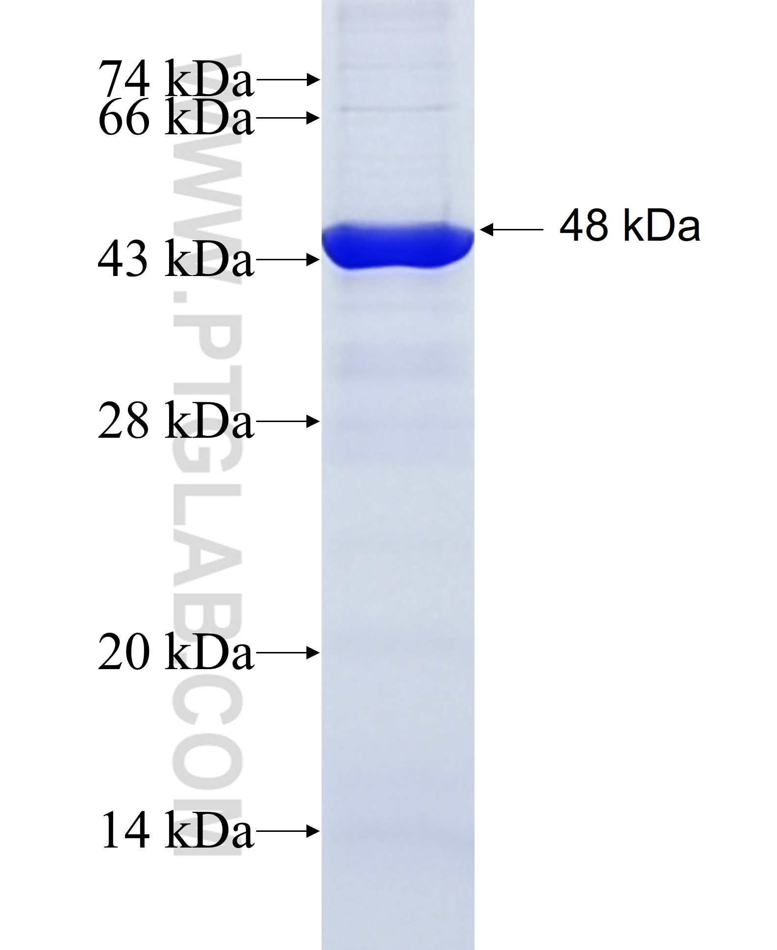 PIAS2 fusion protein Ag9057 SDS-PAGE