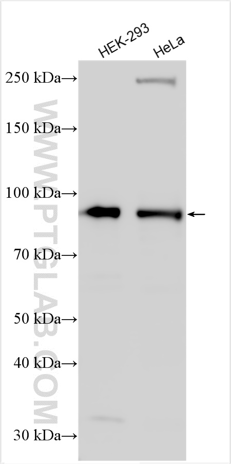 WB analysis using 14413-1-AP