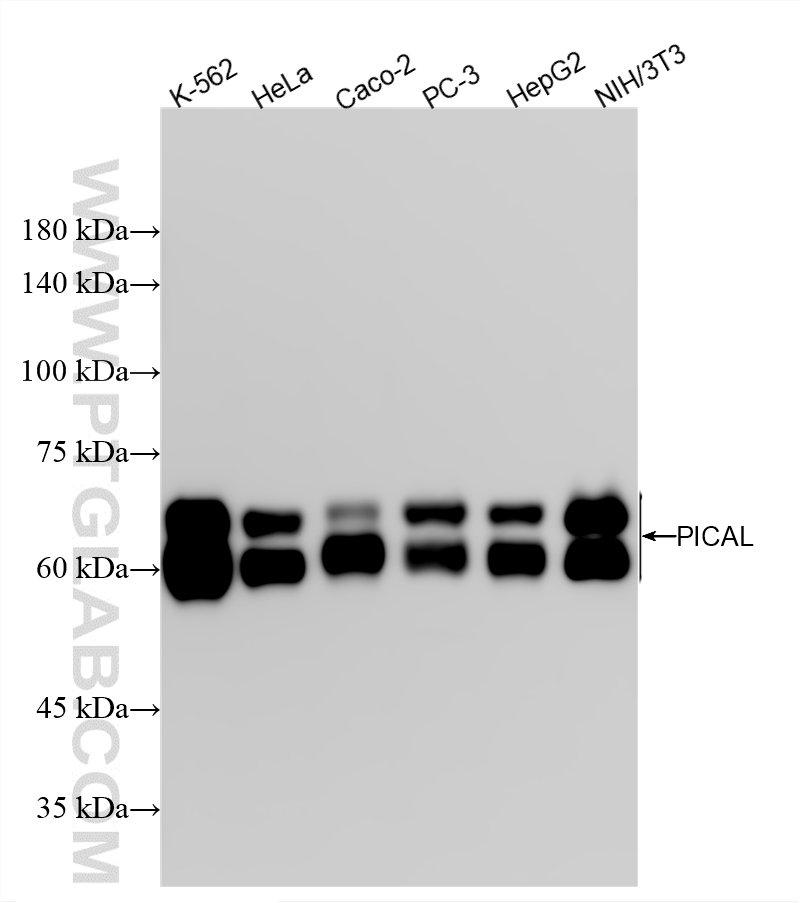 WB analysis using 87344-1-RR
