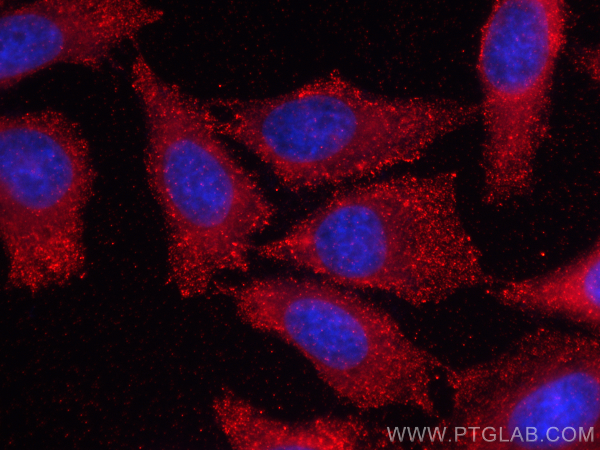 IF Staining of HepG2 using CL594-67564