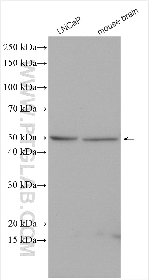 WB analysis using 10983-2-AP