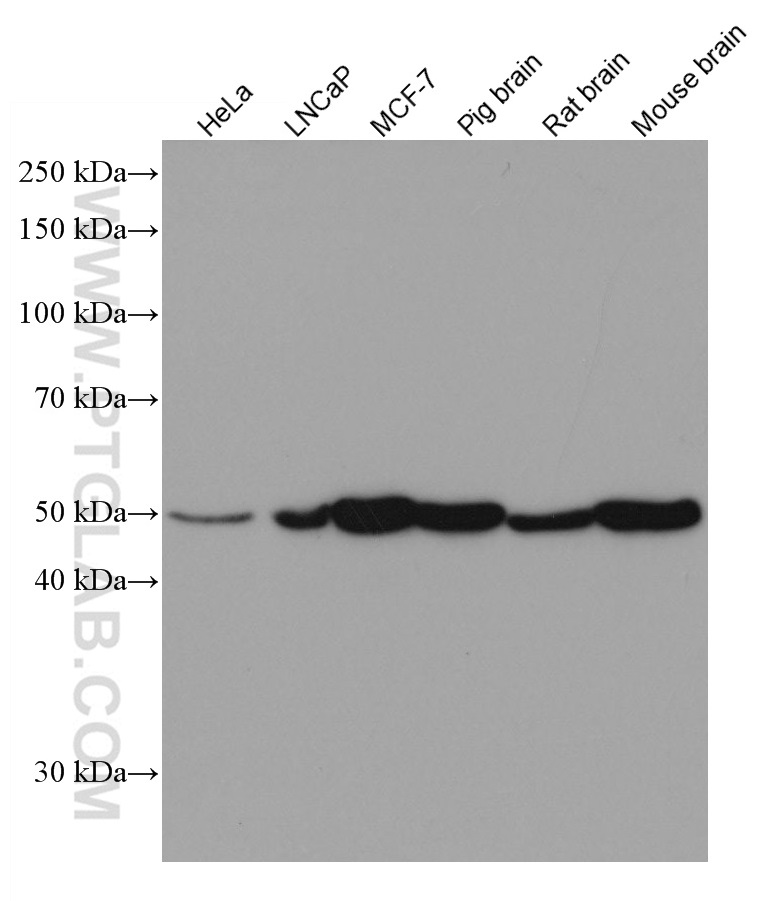 WB analysis using 67099-1-Ig