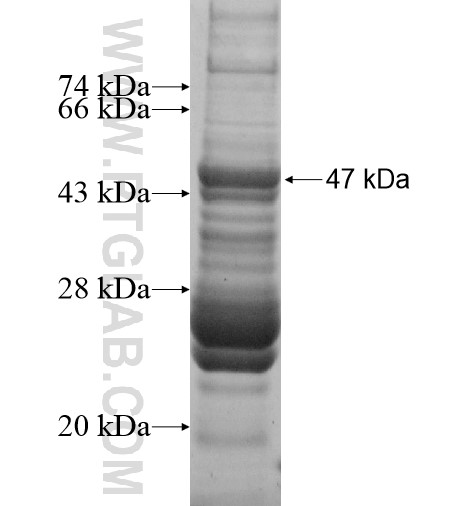 PIF1 fusion protein Ag13516 SDS-PAGE PIF1 fusion protein Ag13516 SDS-PAGE