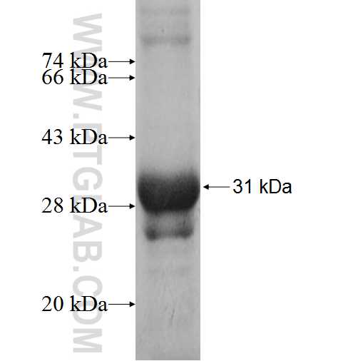 PIGO fusion protein Ag9232 SDS-PAGE