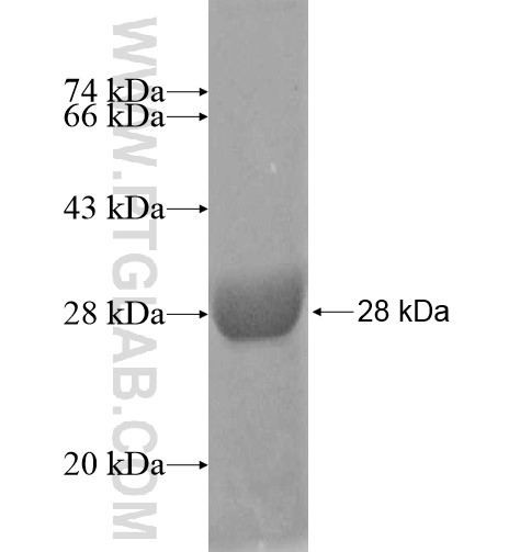 PIGS fusion protein Ag12950 SDS-PAGE