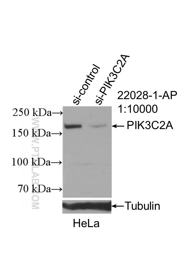 WB analysis of HeLa using 22028-1-AP