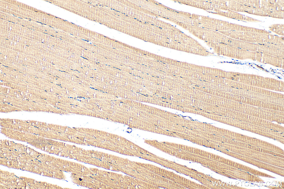IHC staining of mouse skeletal muscle using 13723-1-AP