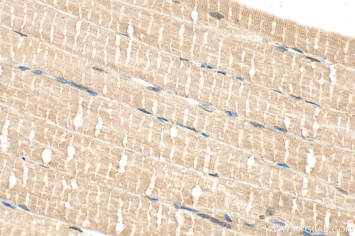 IHC staining of mouse skeletal muscle using 13723-1-AP