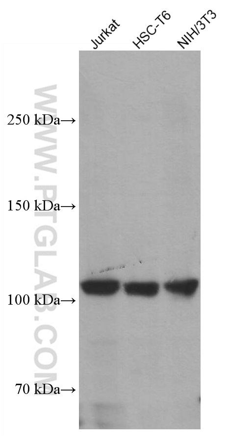 PI3 Kinase p110 Alpha