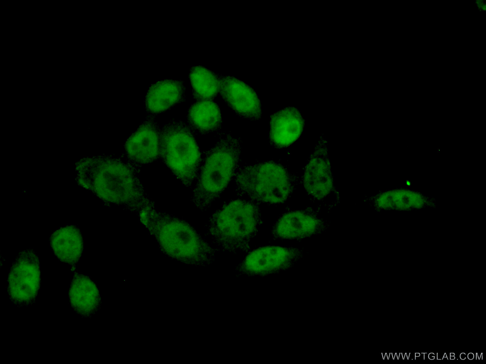 IF Staining of HeLa using 21739-1-AP