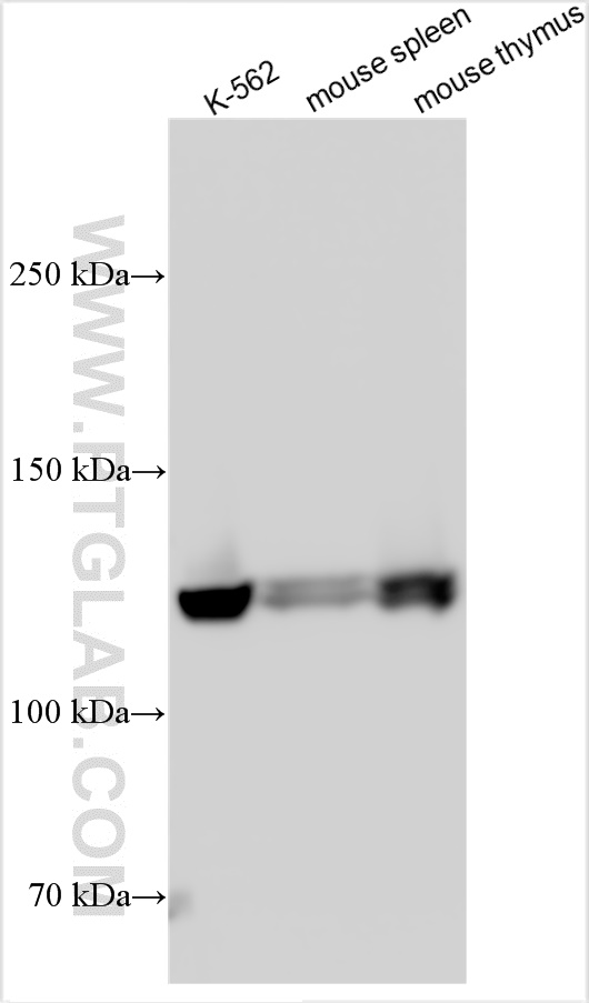 WB analysis using 31229-1-AP