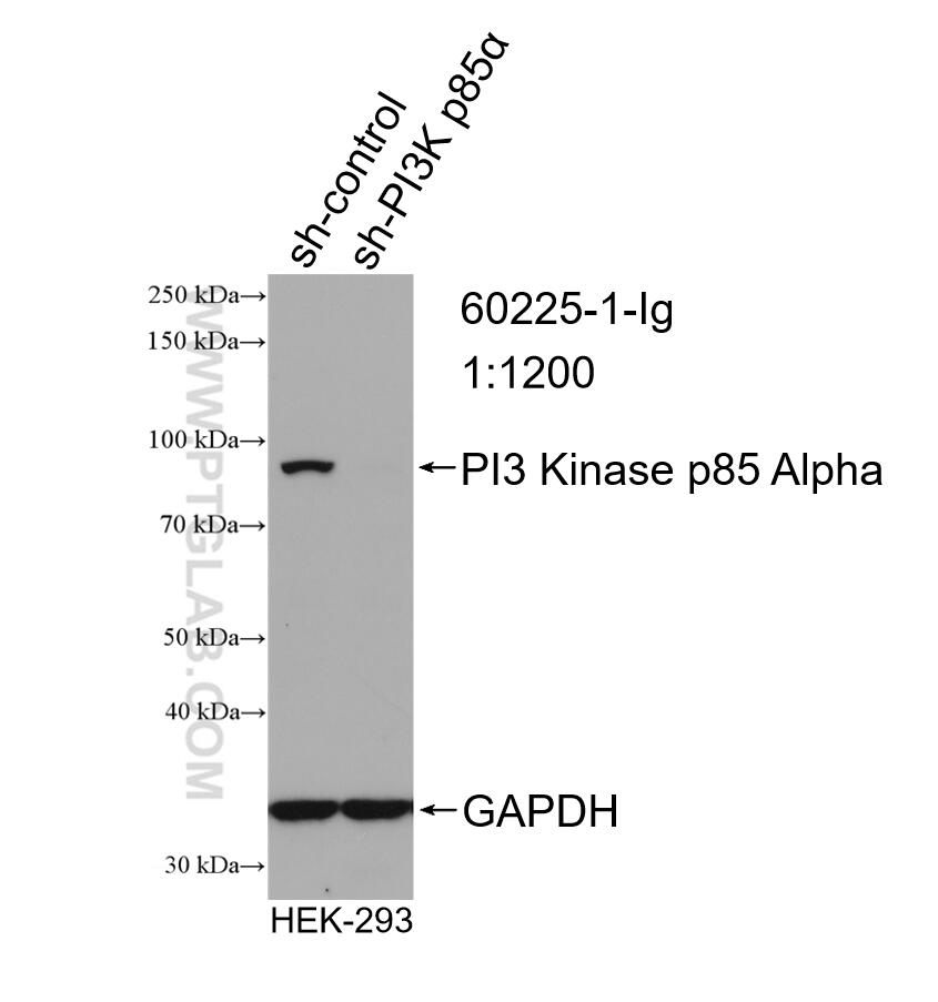 WB analysis of HEK-293 using 60225-1-Ig