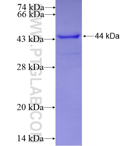 PIK3R2 fusion protein Ag14369 SDS-PAGE