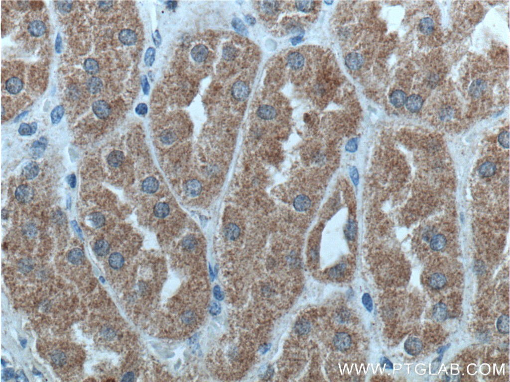 IHC staining of human kidney using 27035-1-AP