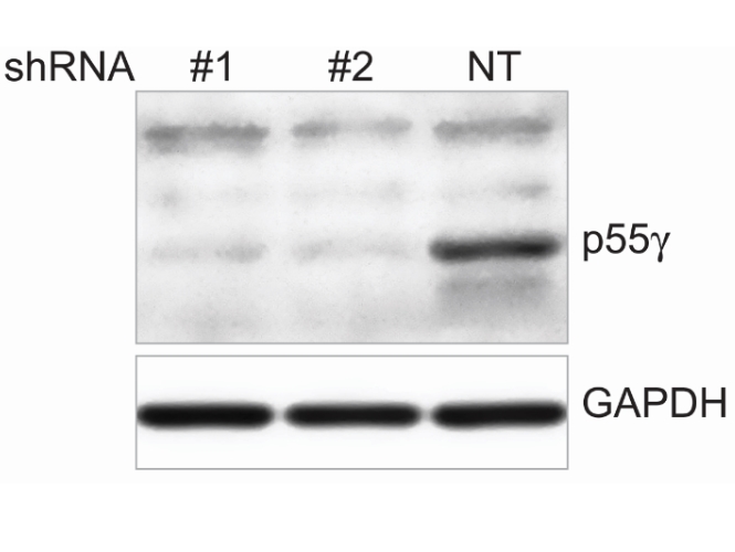 WB analysis of HUVEC using 27035-1-AP