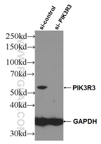 WB analysis of HEK-293 using 27035-1-AP (same clone as 27035-1-PBS)
