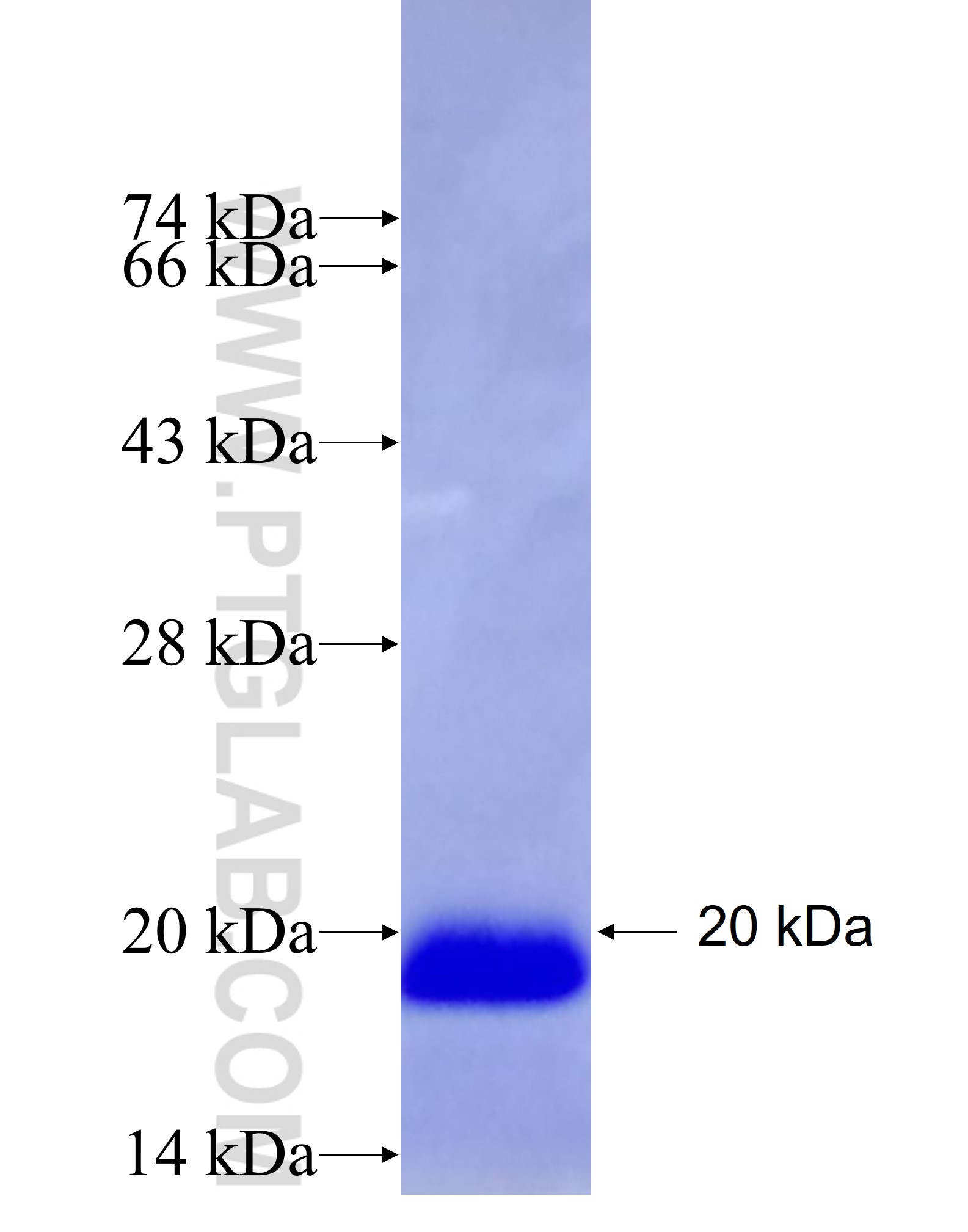 PIK3R3 fusion protein Ag27743 SDS-PAGE PIK3R3 fusion protein Ag27743 SDS-PAGE