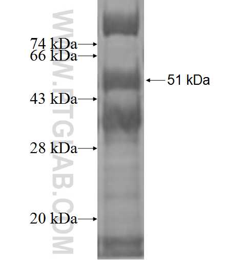 PILRA fusion protein Ag2385 SDS-PAGE