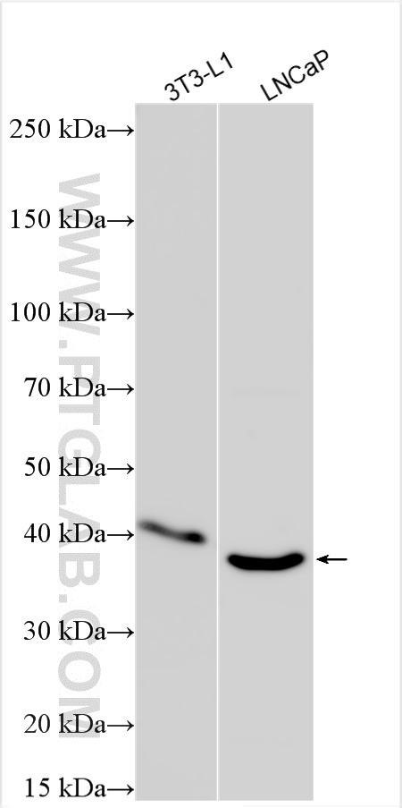 WB analysis using 27196-1-AP
