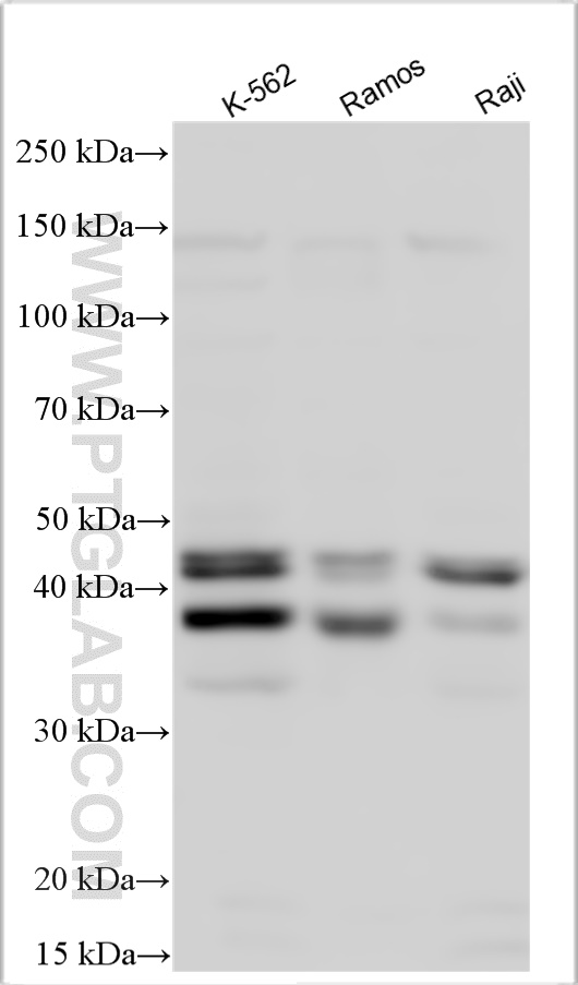 WB analysis using 25865-1-AP