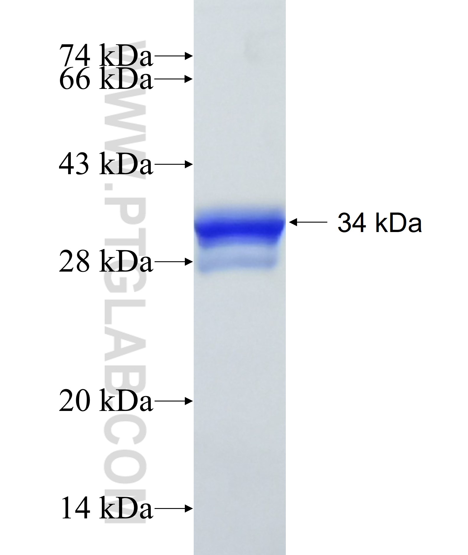 PIM2 fusion protein Ag23130 SDS-PAGE