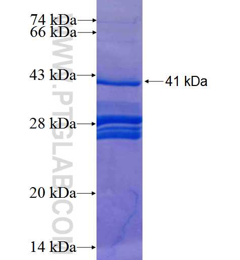PIM3 fusion protein Ag25991 SDS-PAGE