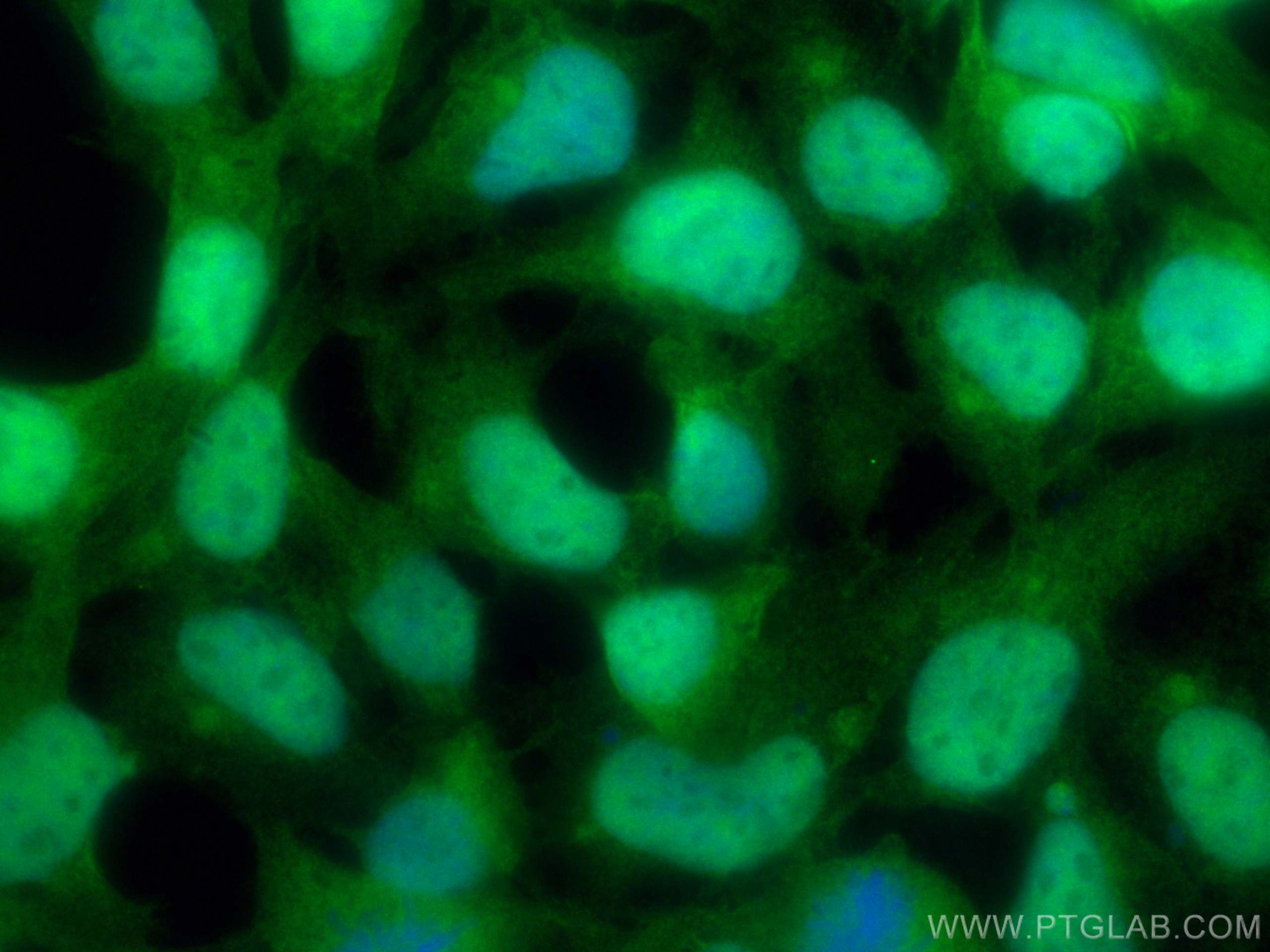 IF Staining of HEK-293 using 10495-1-AP