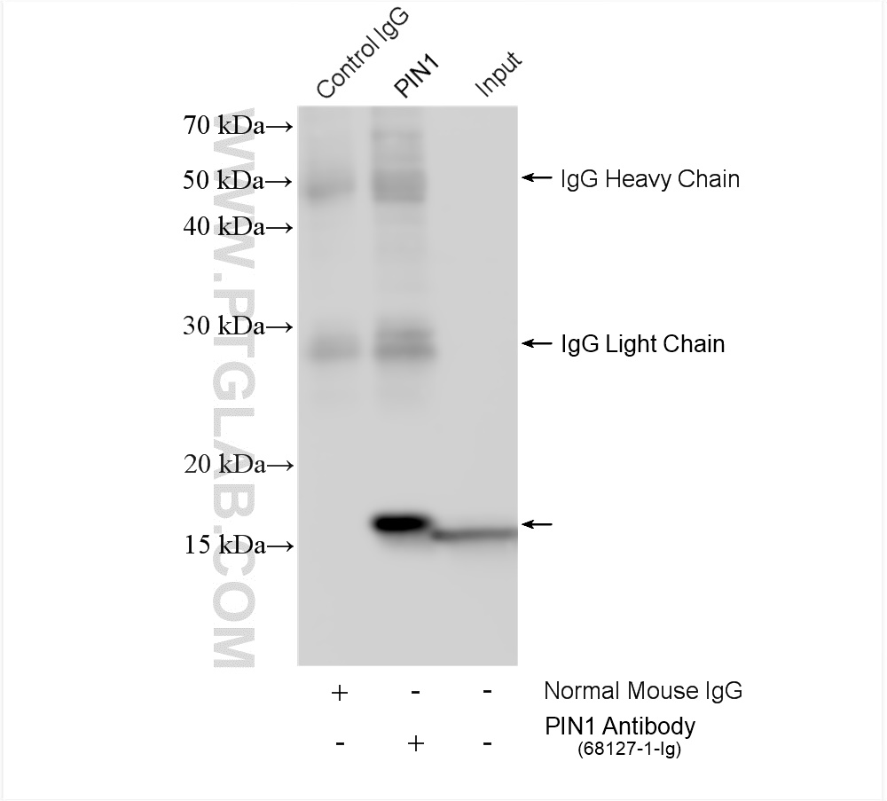 IP experiment of HepG2 using 68127-1-Ig (same clone as 68127-1-PBS)