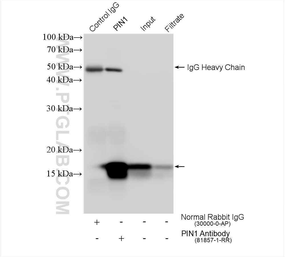 IP experiment of NIH/3T3 using 81857-1-RR