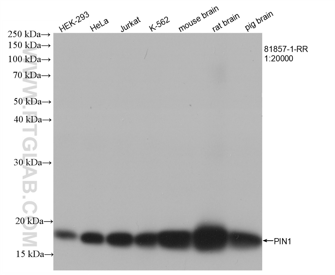 WB analysis using 81857-1-RR