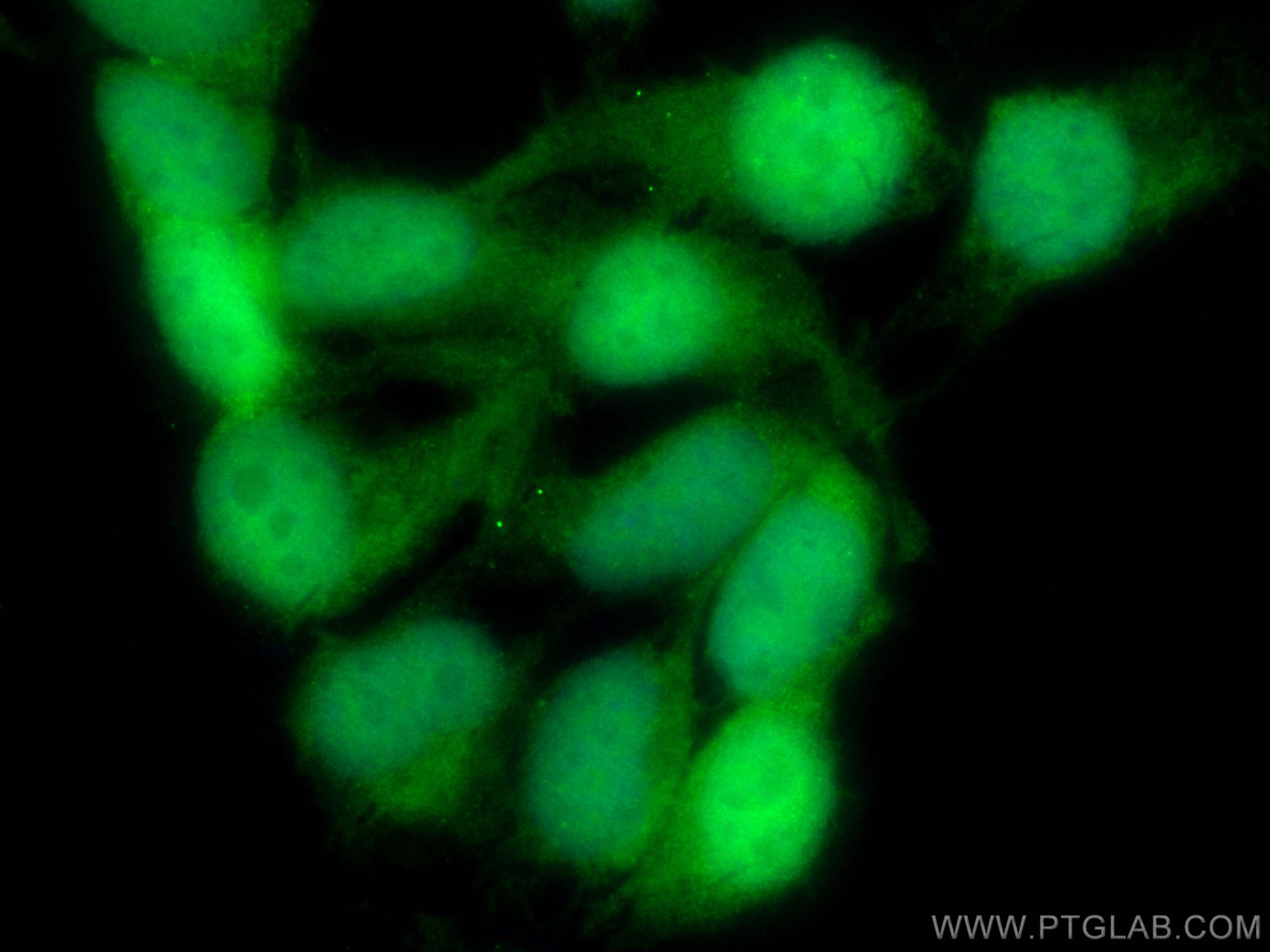 IF Staining of HEK-293 using CL488-10495