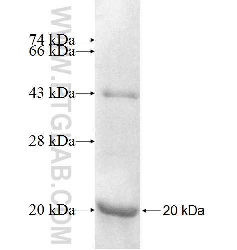 PIN4 fusion protein Ag8803 SDS-PAGE PIN4 fusion protein Ag8803 SDS-PAGE