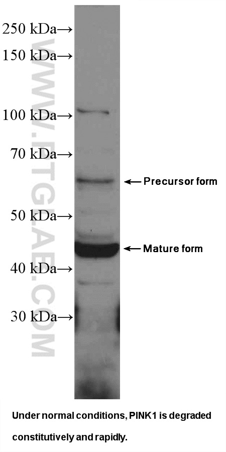 PINK1 Polyclonal antibody