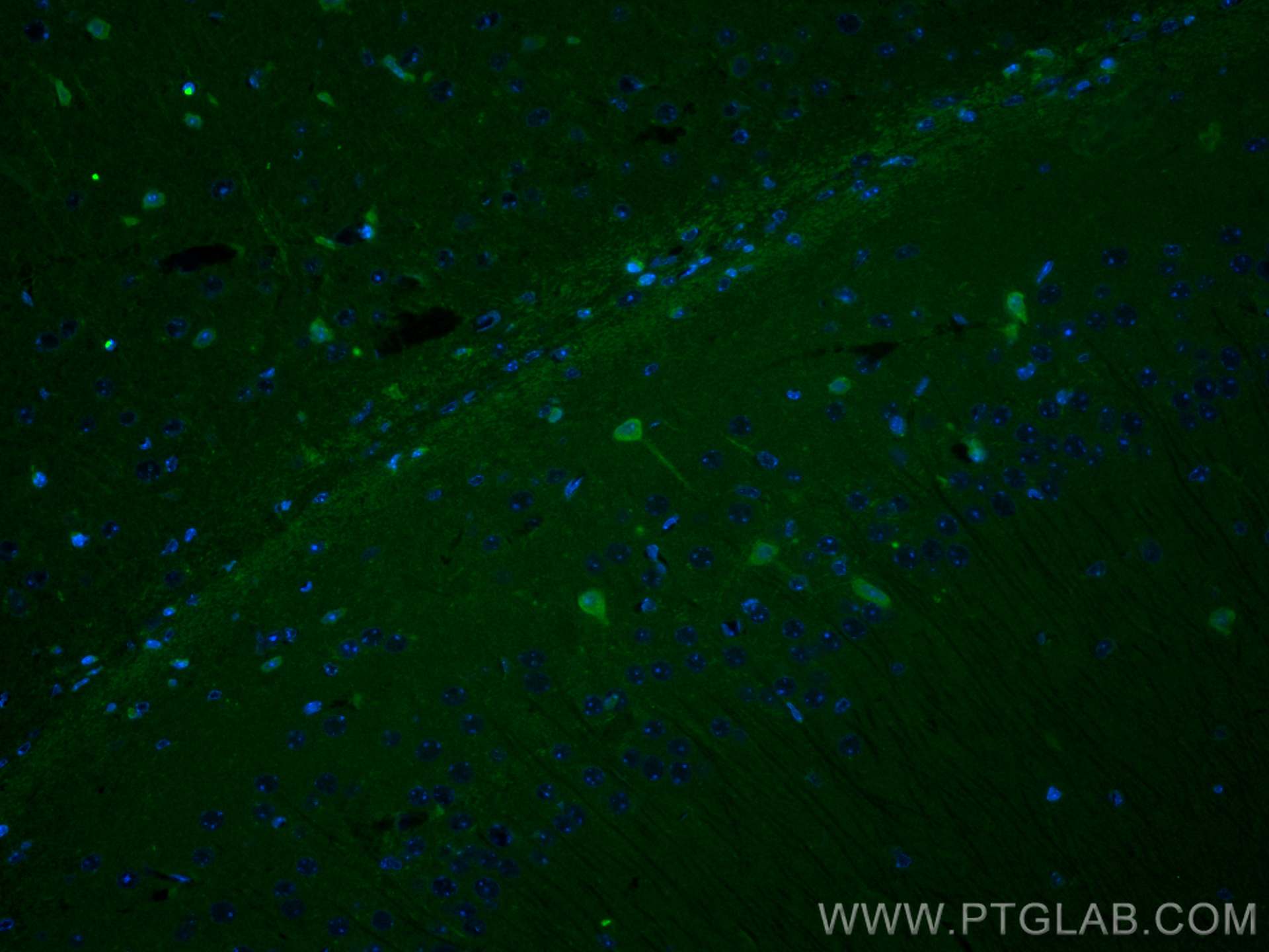 IF Staining of mouse brain using CL488-23274
