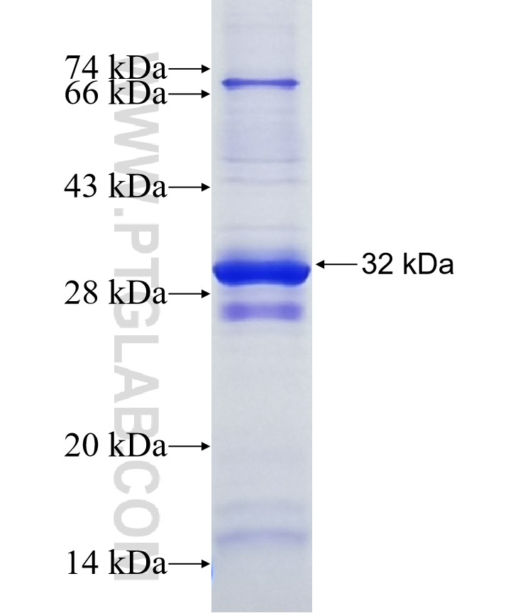 PION, GSAP fusion protein Ag20241 SDS-PAGE PION, GSAP fusion protein Ag20241 SDS-PAGE