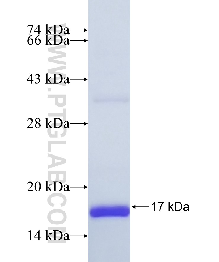 GCDFP-15, PIP fusion protein Ag8980 SDS-PAGE GCDFP-15, PIP fusion protein Ag8980 SDS-PAGE