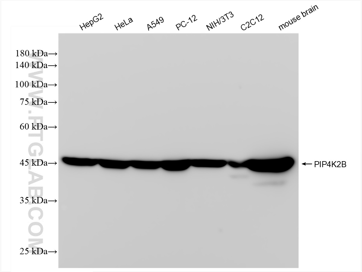 WB analysis using 83647-3-RR