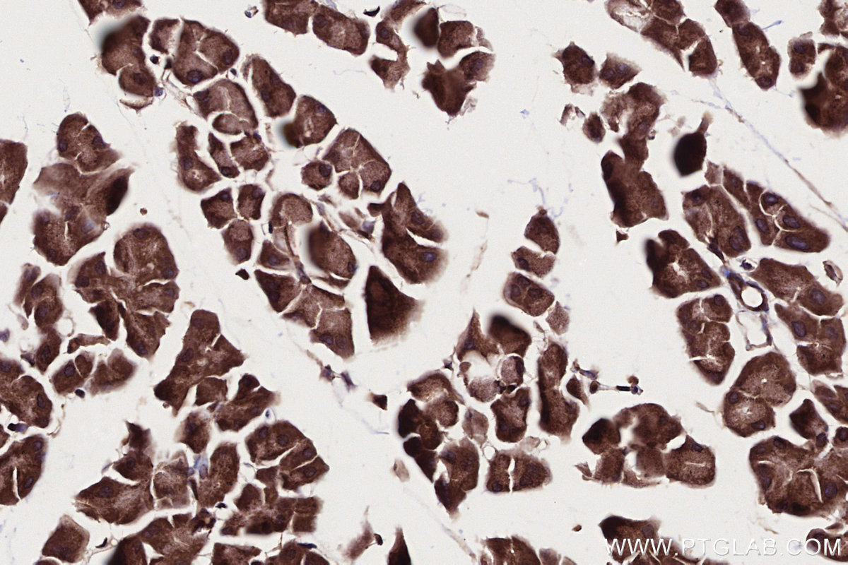 IHC staining of mouse pancreas using 17077-1-AP IHC staining of mouse pancreas using 17077-1-AP