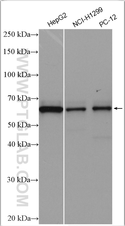 WB analysis using 15713-1-AP