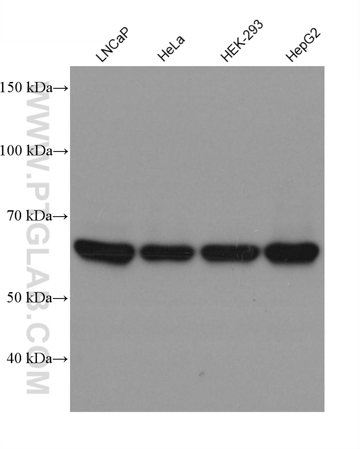 WB analysis using 67483-1-Ig (same clone as 67483-1-PBS)