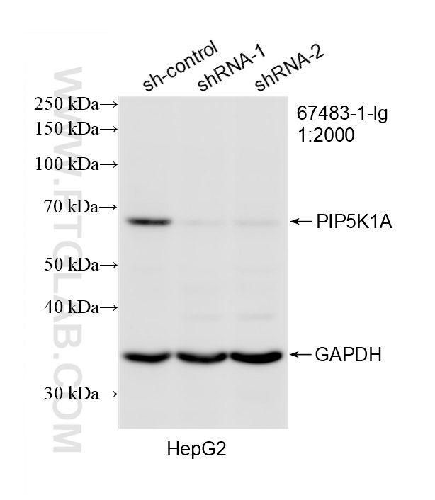 WB result of PIP5K1A antibody (67483-1-Ig; 1:2000; incubated at room temperature for 1.5 hours) with sh-Control and sh-PIP5K1A transfected HepG2 cells. WB analysis of HepG2 using 67483-1-Ig