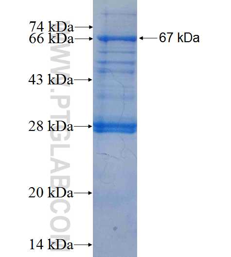 PIP5K1A fusion protein Ag8340 SDS-PAGE