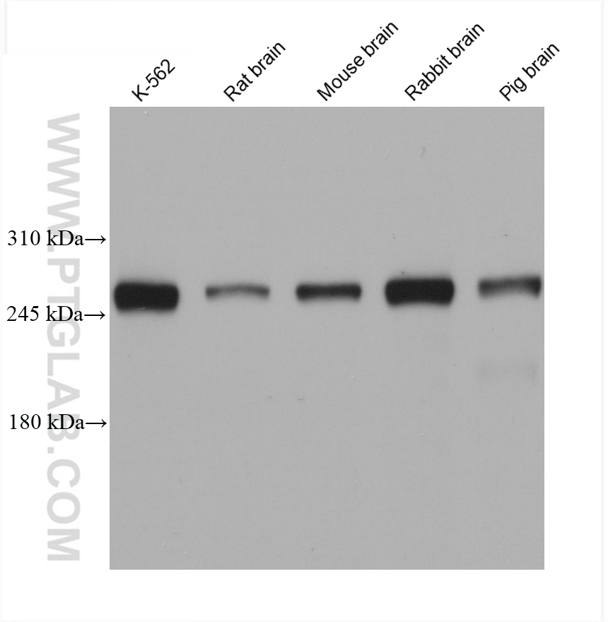 WB analysis using 68571-1-Ig