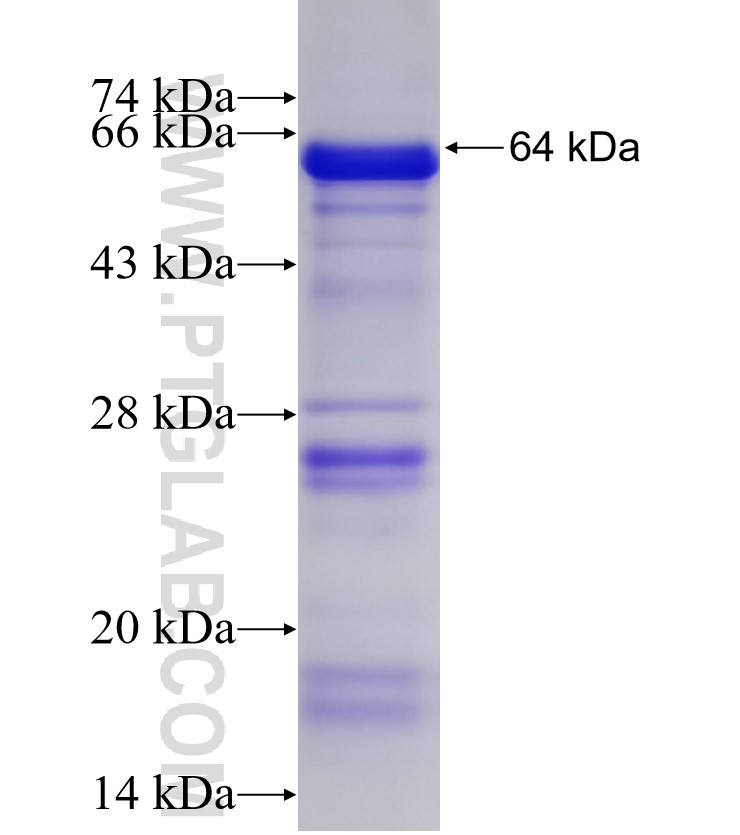 PIP5K3 fusion protein Ag4366 SDS-PAGE
