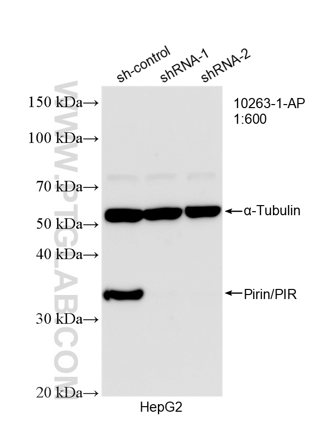 WB analysis of HepG2 using 10263-1-AP WB analysis of HepG2 using 10263-1-AP