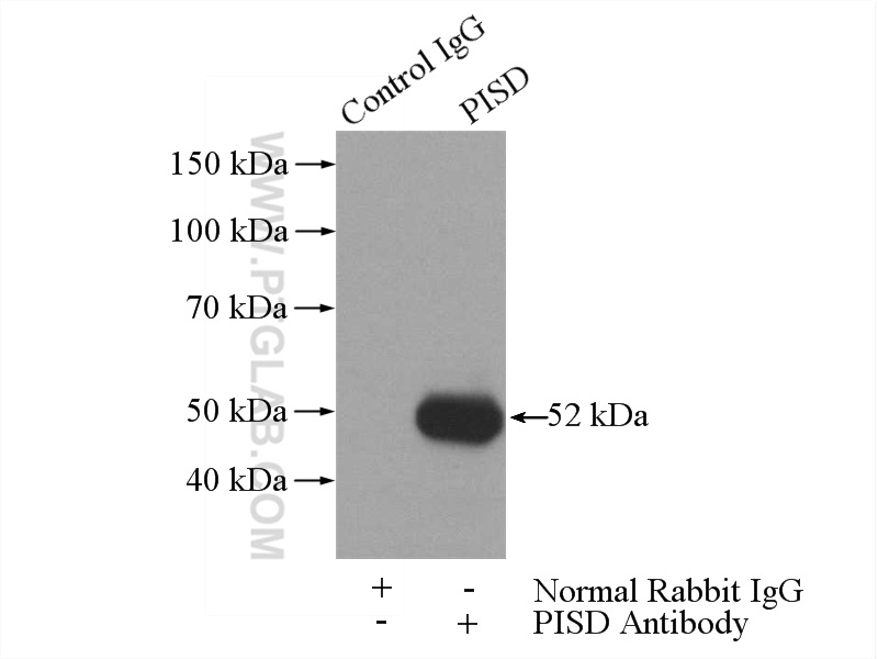 IP experiment of L02 using 16401-1-AP