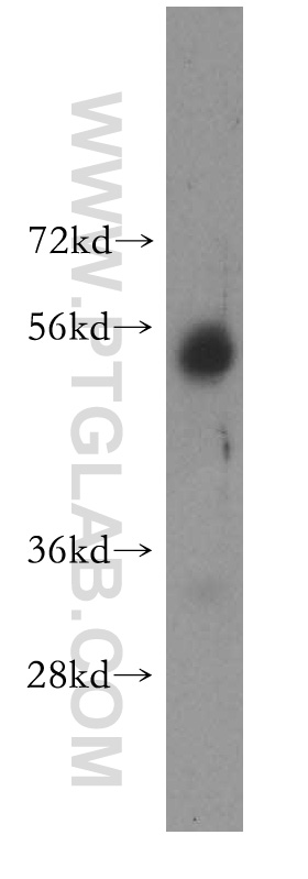 WB analysis of K-562 using 16401-1-AP